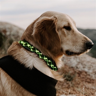 Broderi reb hundehalsbånd  med lys-grøn